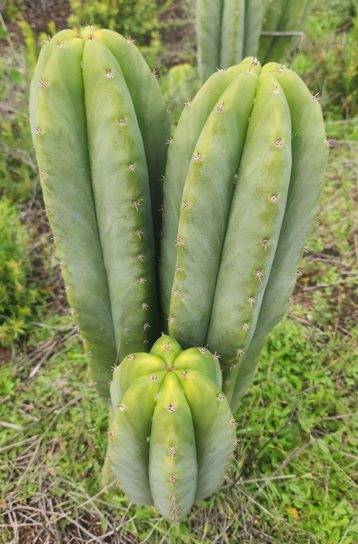 #EC329 EXACT Trichocereus Hybrid Bridgesii Bertha X Scopulicola Cactus Cuttings 8"-Cactus - Large - Exact-The Succulent Source