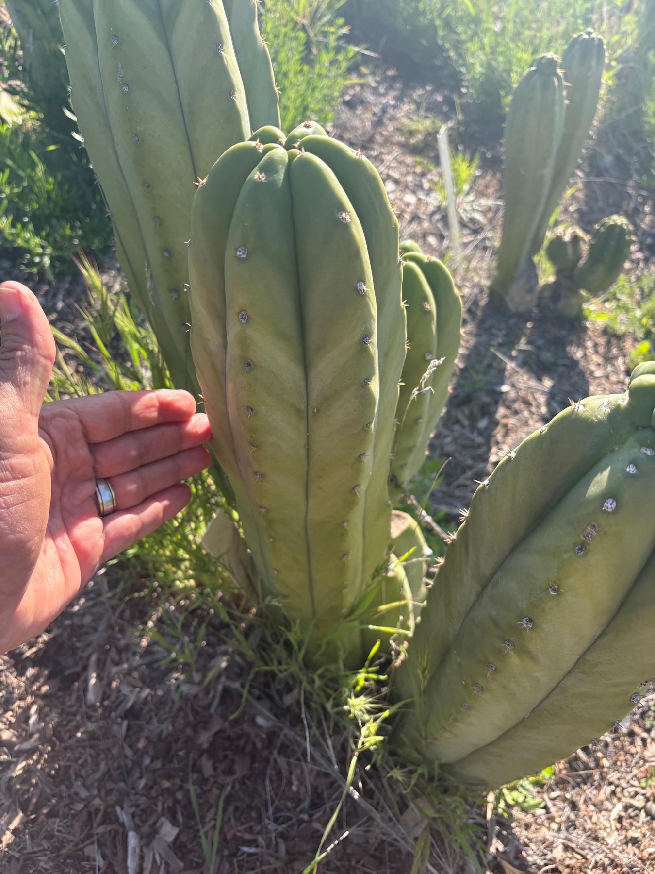 #EC329 EXACT Trichocereus Hybrid Bridgesii Bertha X Scopulicola Cactus Cuttings 8"-Cactus - Large - Exact-The Succulent Source