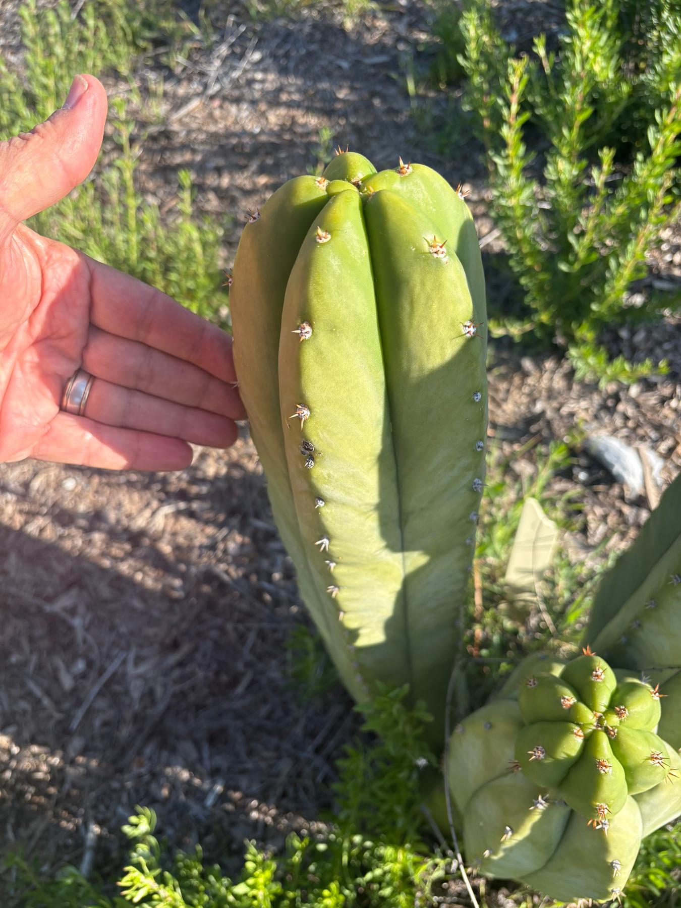 #EC329 EXACT Trichocereus Hybrid Bridgesii Bertha X Scopulicola Cactus Cuttings 8"-Cactus - Large - Exact-The Succulent Source