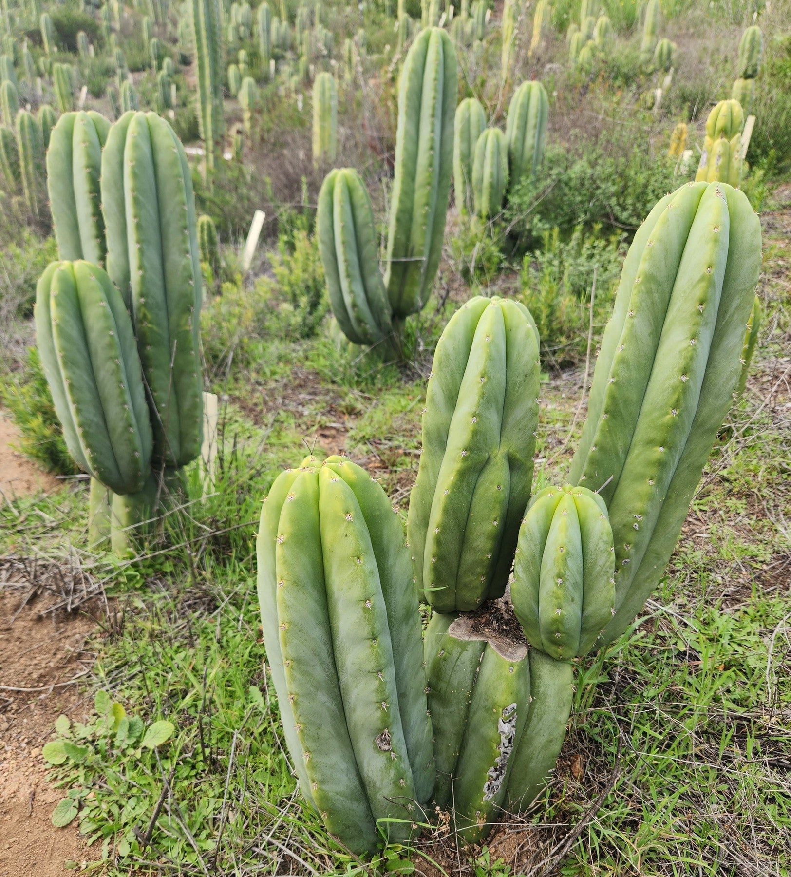 #EC329 EXACT Trichocereus Hybrid Bridgesii Bertha X Scopulicola Cactus Cuttings 8"-Cactus - Large - Exact-The Succulent Source