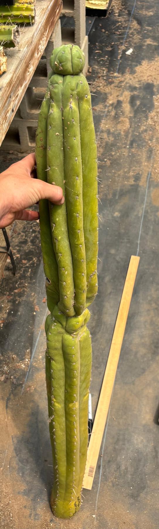 #EC330 EXACT Nuestra Bonita 48”-Cactus - Big-The Succulent Source