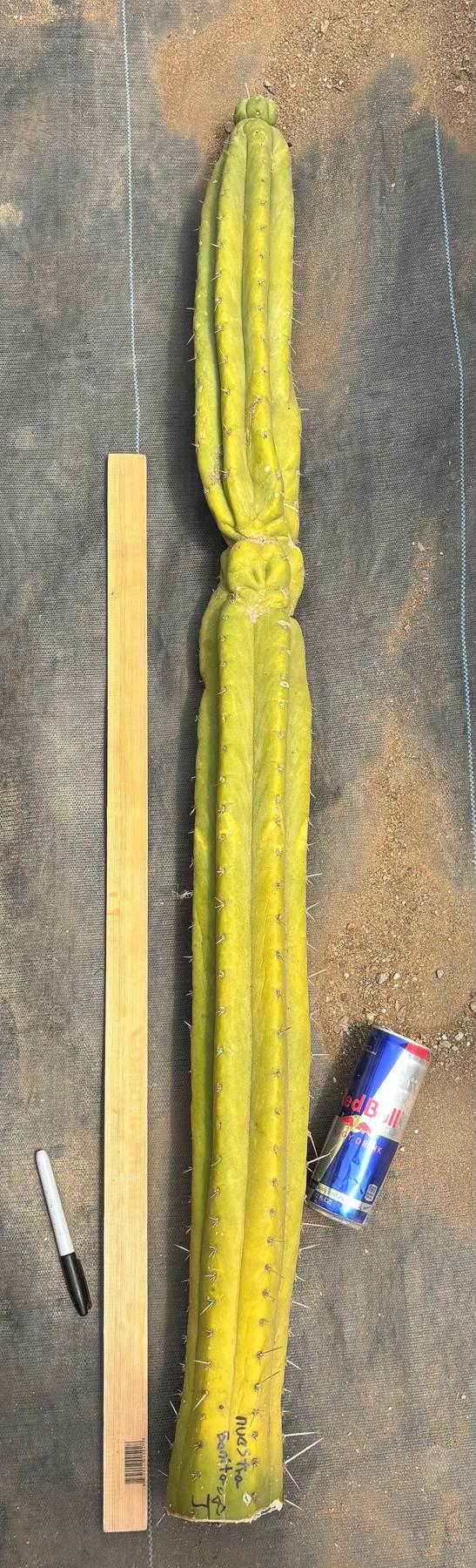 #EC330 EXACT Nuestra Bonita 48”-Cactus - Big-The Succulent Source