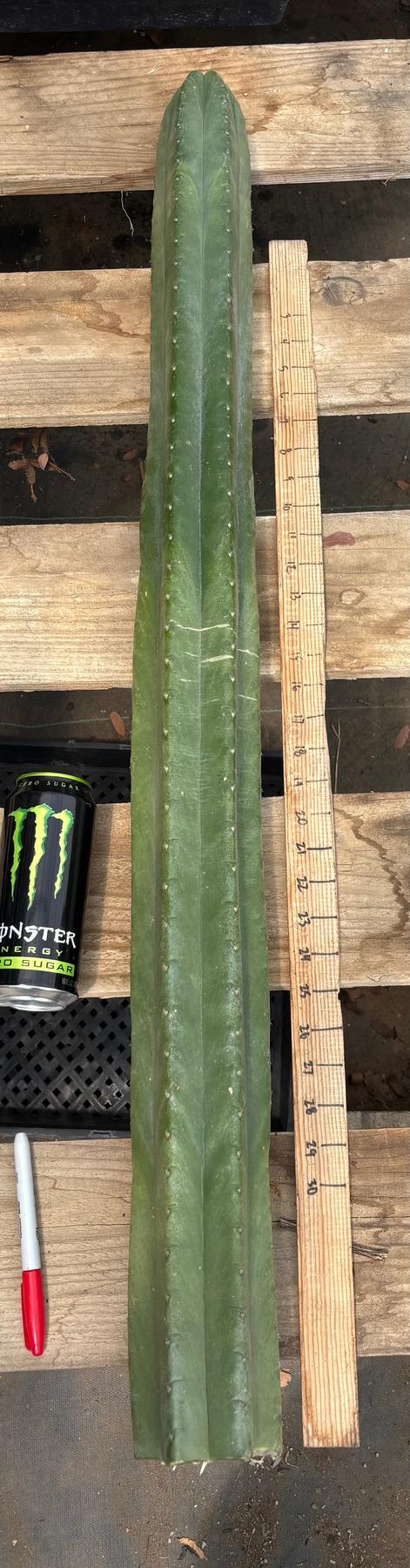 #EC330 EXACT ECK Cutts-Cactus - Large - Exact-The Succulent Source