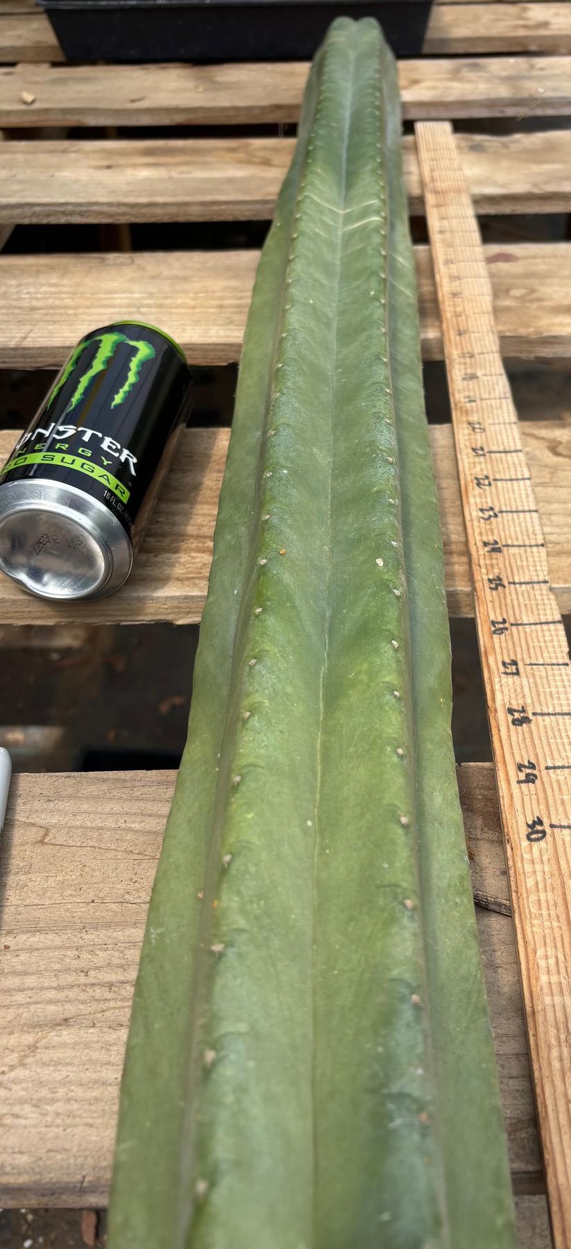 #EC330 EXACT ECK Cutts-Cactus - Large - Exact-The Succulent Source