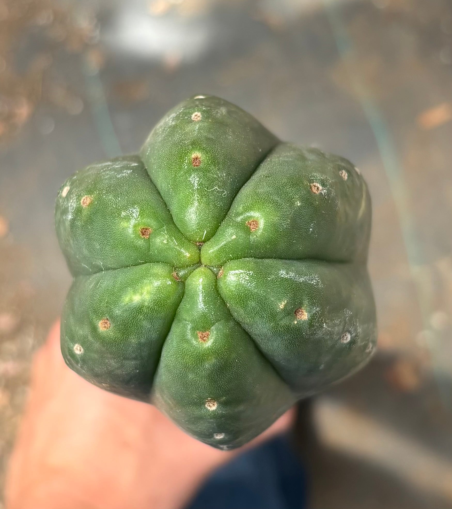 #EC330 EXACT ECK Cutts-Cactus - Large - Exact-The Succulent Source