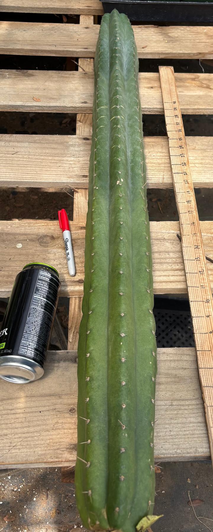 #EC330 EXACT ECK Cutts-Cactus - Large - Exact-The Succulent Source