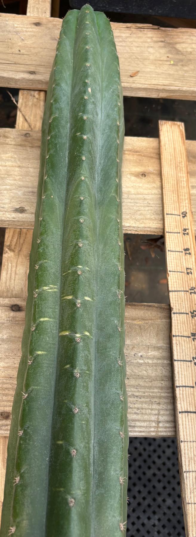 #EC330 EXACT ECK Cutts-Cactus - Large - Exact-The Succulent Source