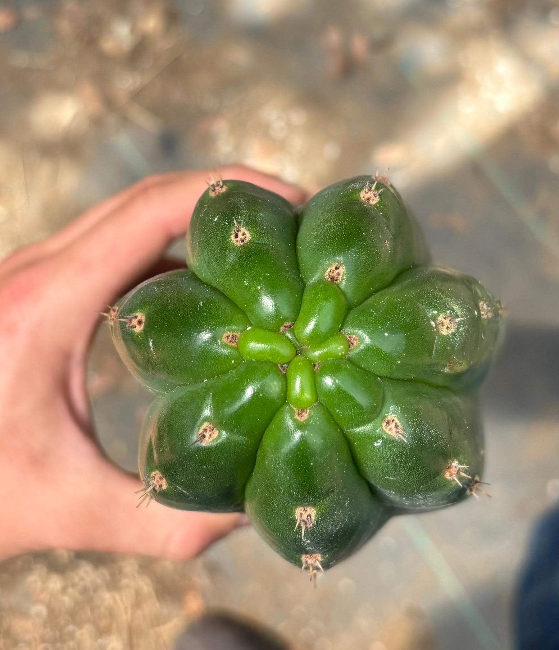#EC330 EXACT ECK Cutts-Cactus - Large - Exact-The Succulent Source