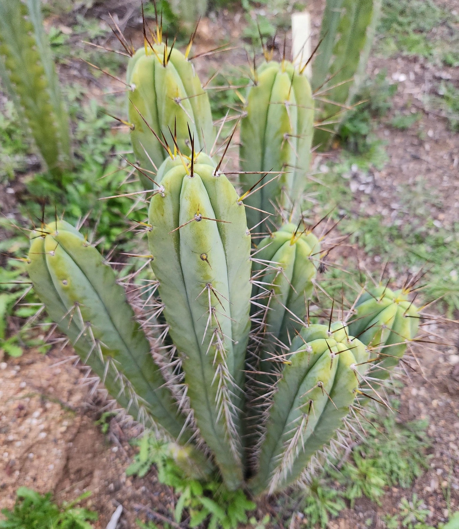 #EC330 EXACT Trichocereus Bridgesii Cactus Cutting 12"-Cactus - Large - Exact-The Succulent Source