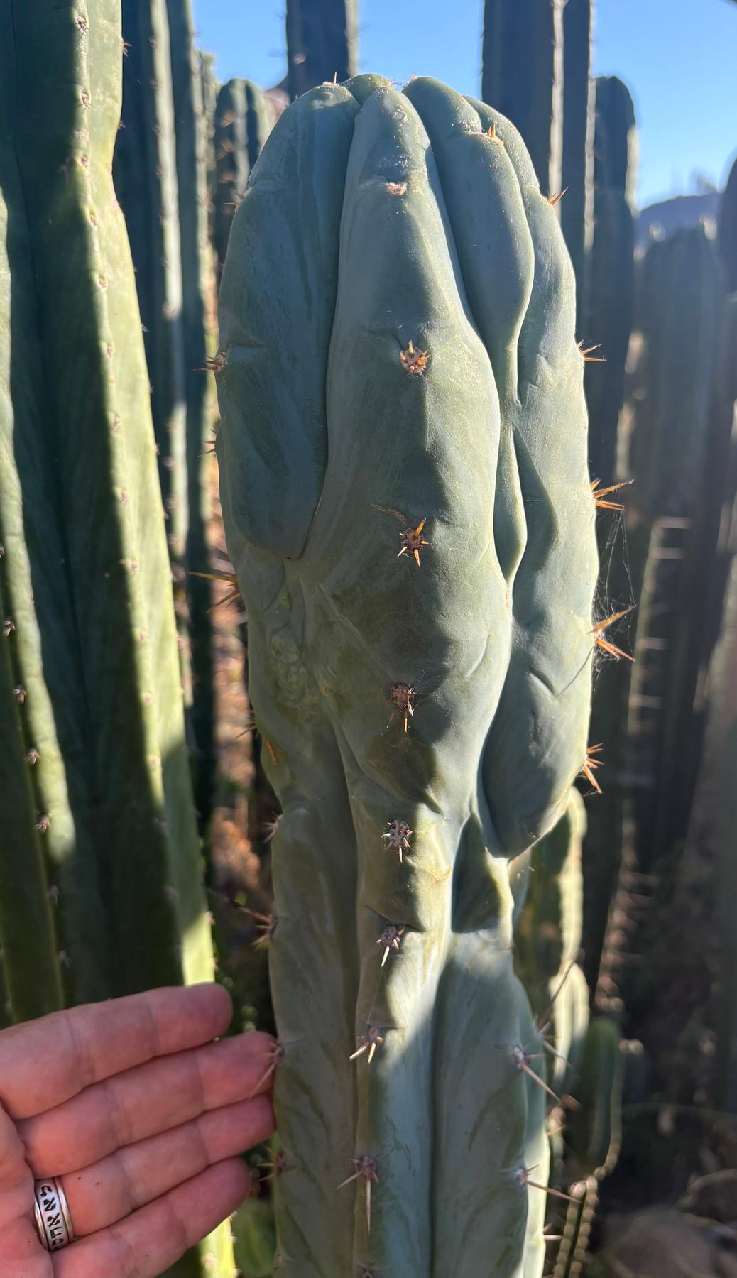 #EC331 EXACT Trichocereus Bridgesii Psychonaut OP Cactus Cutting 10”-Cactus - Large - Exact-The Succulent Source