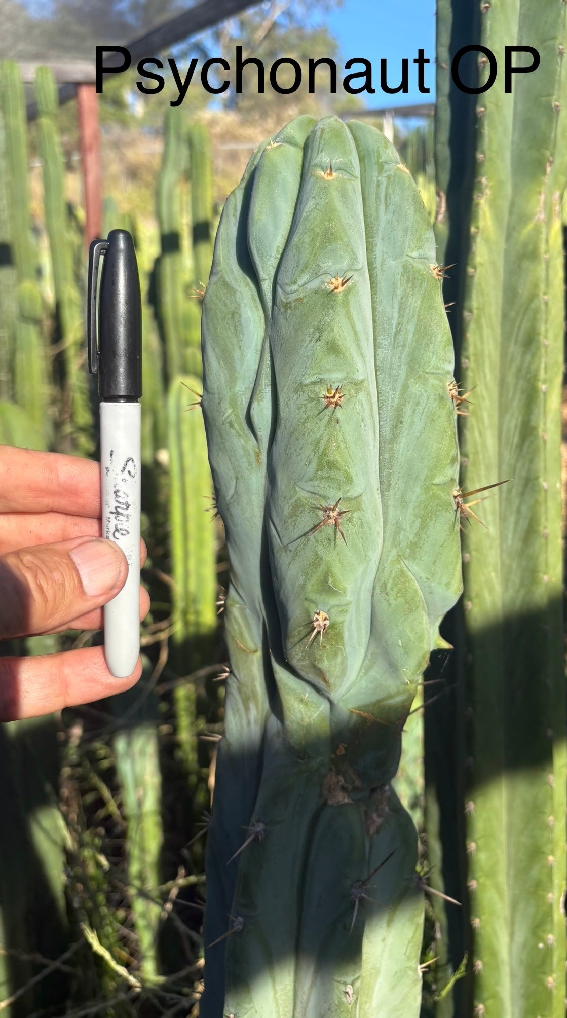 #EC331 EXACT Trichocereus Bridgesii Psychonaut OP Cactus Cutting 10”-Cactus - Large - Exact-The Succulent Source