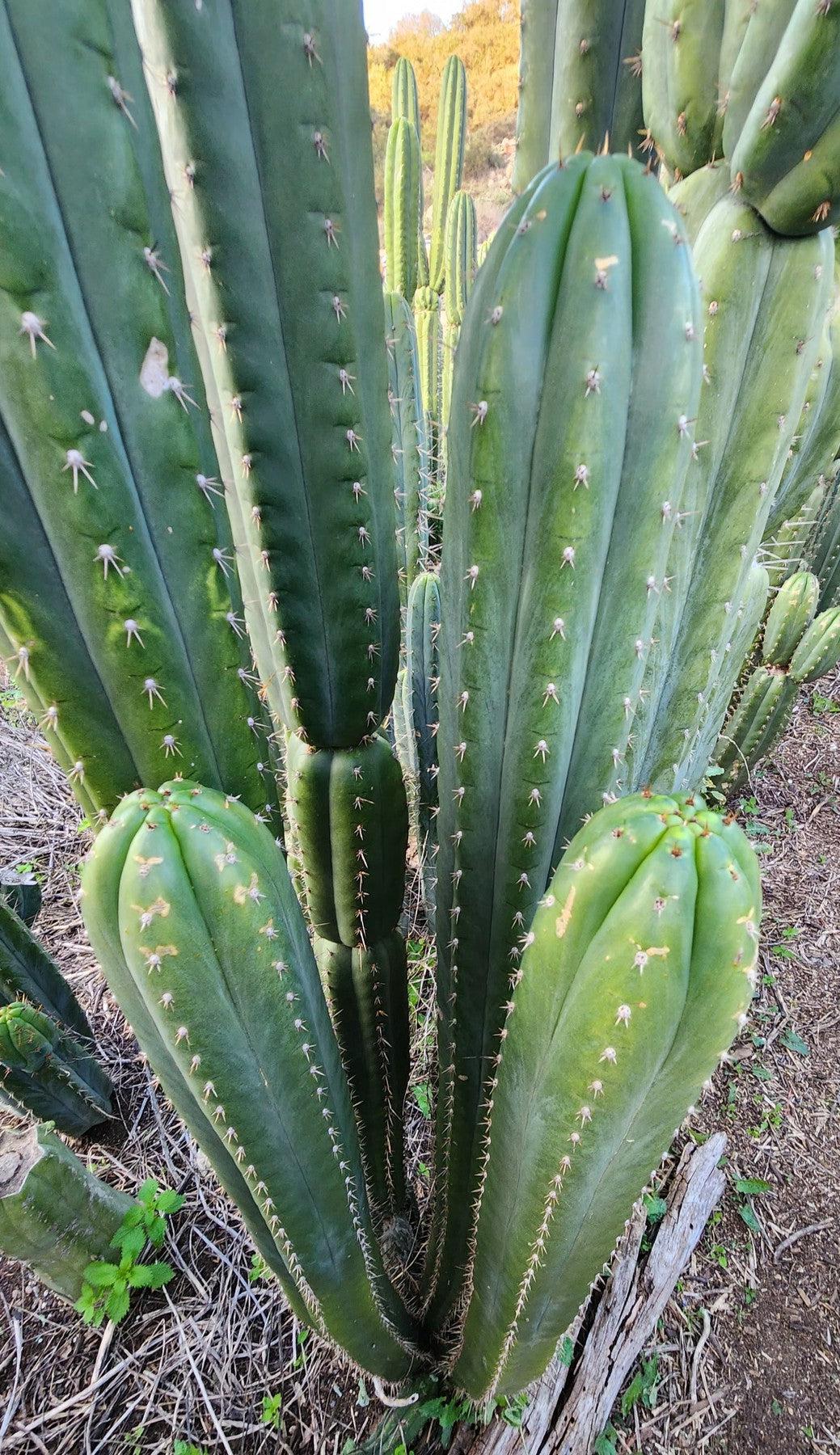 #EC331 EXACT Trichocereus Lost Label Cactus Cutting-Cactus - Large - Exact-The Succulent Source