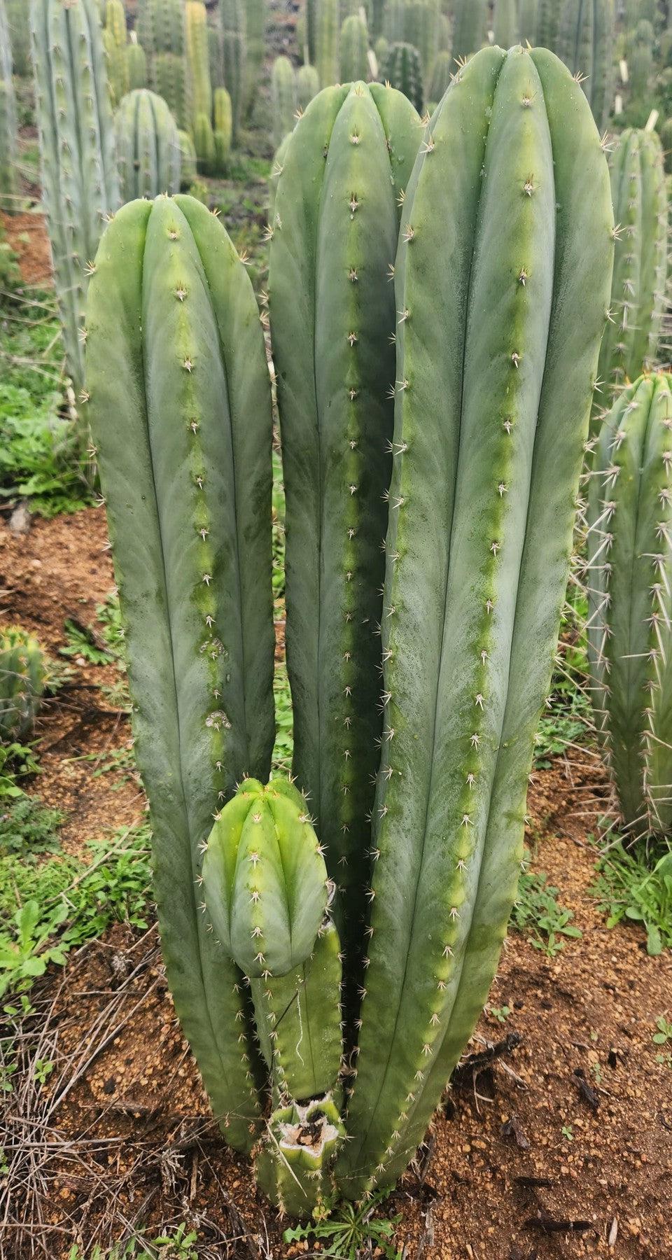 #EC332 EXACT Trichocereus Peruvianus Sausage OP Cactus Cutting 10"-Cactus - Large - Exact-The Succulent Source