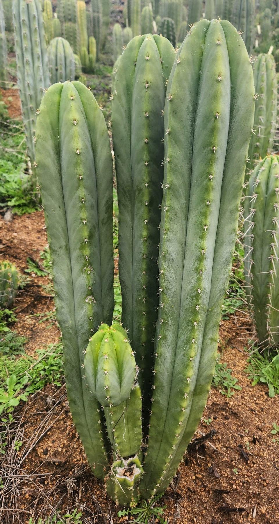 EC332 EXACT Trichocereus Peruvianus Sausage OP Cactus Cutting 10