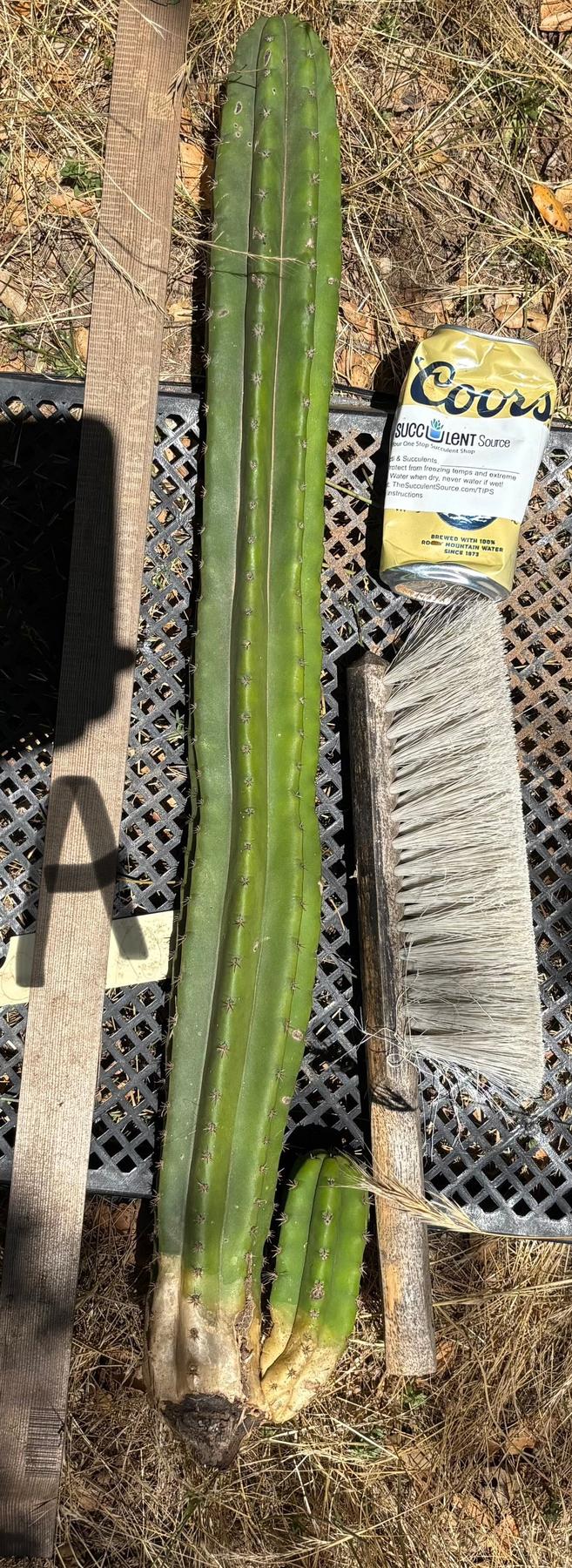 #EC333 EXACT Trichocereus Pachanoi Olivia X Pachanoi Oscar Cactus-Cactus - Large - Exact-The Succulent Source