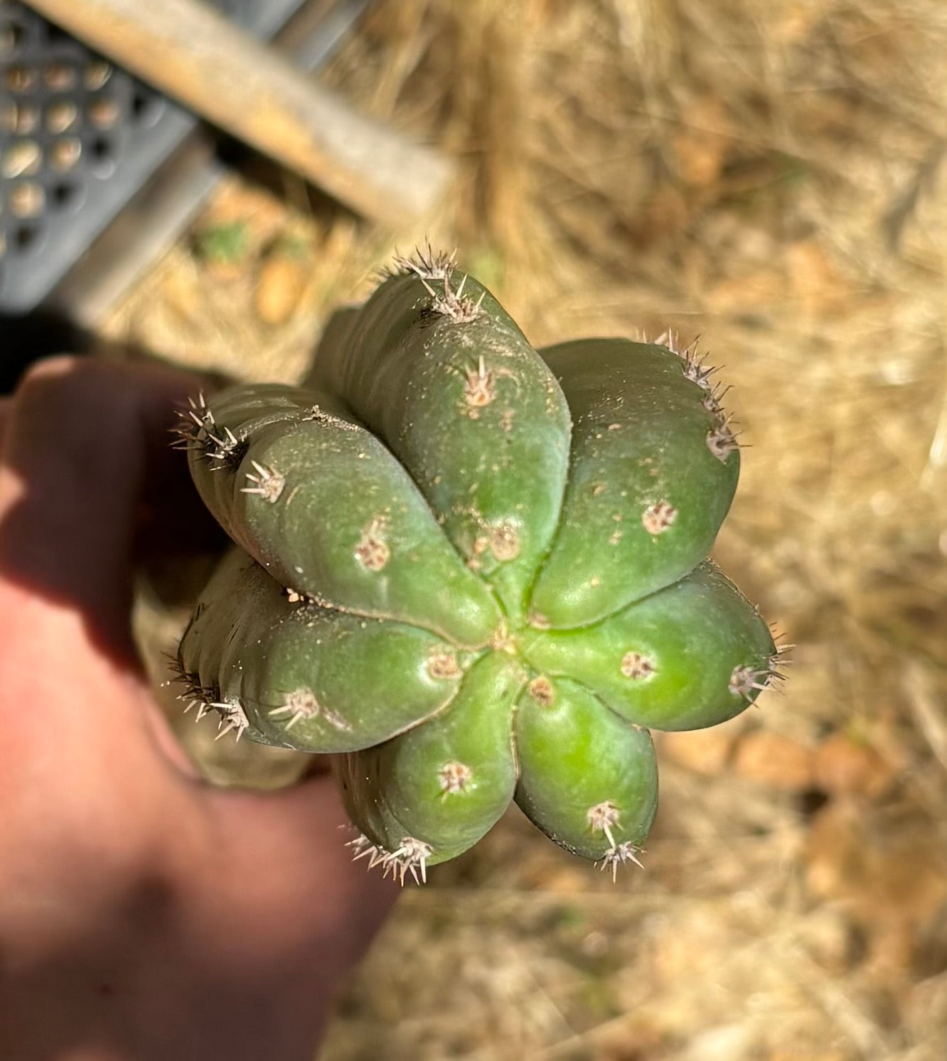 #EC333 EXACT Trichocereus Pachanoi Olivia X Pachanoi Oscar Cactus-Cactus - Large - Exact-The Succulent Source