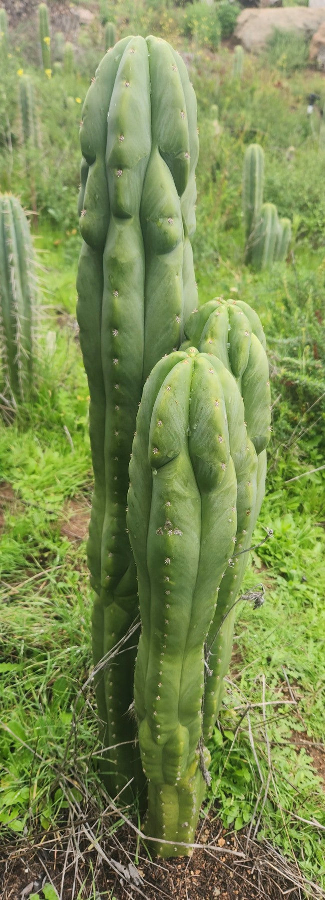 #EC333 EXACT Trichocereus Pachanoi Olivia X Scopulicola Cactus Cutting 10"-Cactus - Large - Exact-The Succulent Source