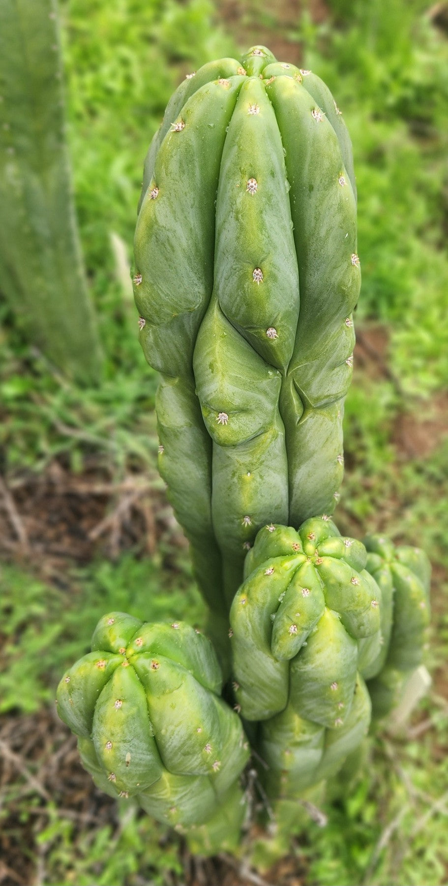 #EC333 EXACT Trichocereus Pachanoi Olivia X Scopulicola Cactus Cutting 10"-Cactus - Large - Exact-The Succulent Source