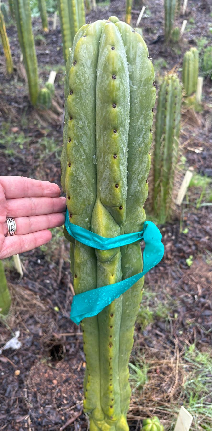 #EC333 EXACT Trichocereus Pachanoi Olivia X Scopulicola Cactus Cutting 10"-Cactus - Large - Exact-The Succulent Source