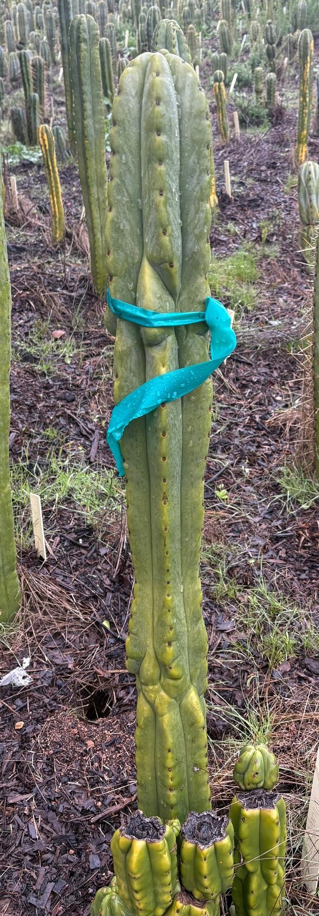 #EC333 EXACT Trichocereus Pachanoi Olivia X Scopulicola Cactus Cutting 10"-Cactus - Large - Exact-The Succulent Source