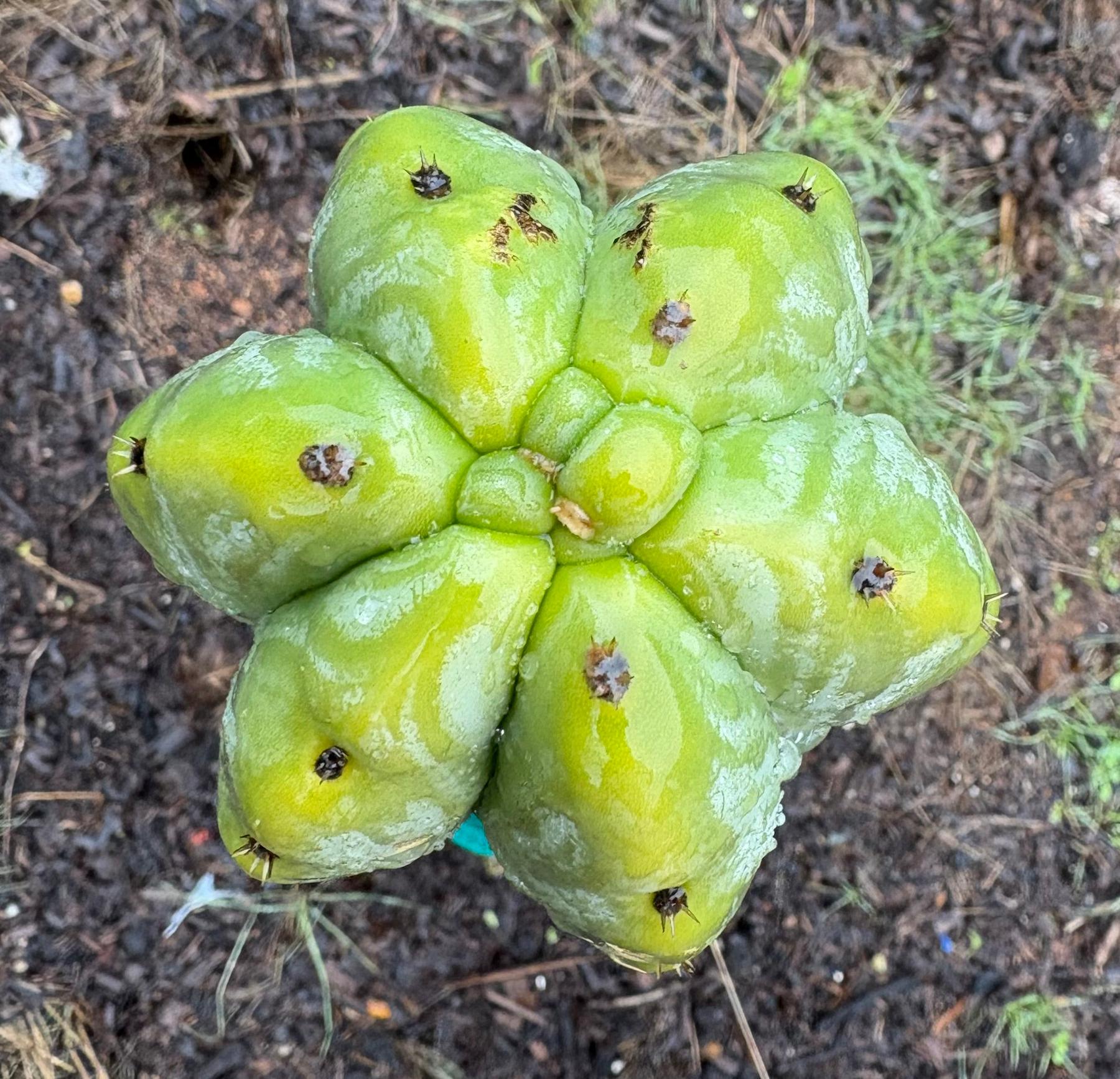 #EC333 EXACT Trichocereus Pachanoi Olivia X Scopulicola Cactus Cutting 10"-Cactus - Large - Exact-The Succulent Source