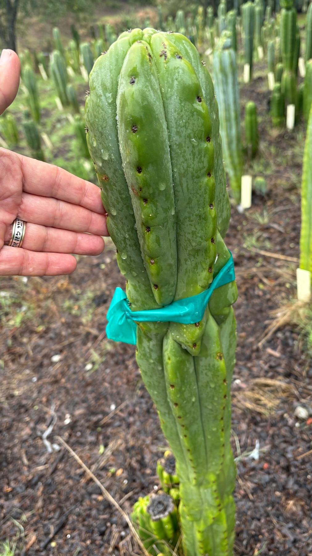 #EC333 EXACT Trichocereus Pachanoi Olivia X Scopulicola Cactus Cutting 10"-Cactus - Large - Exact-The Succulent Source