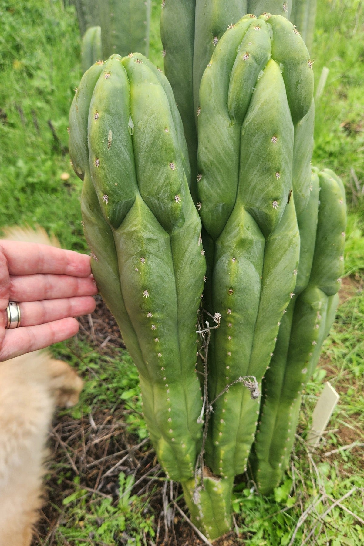 #EC333 EXACT Trichocereus Pachanoi Olivia X Scopulicola Cactus Cutting 10"-Cactus - Large - Exact-The Succulent Source