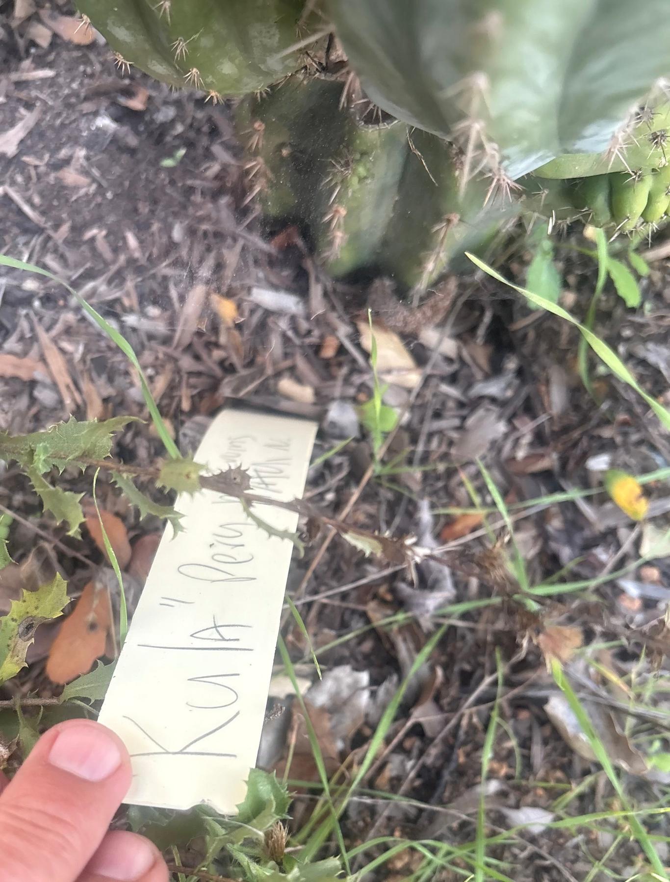 #EC334 EXACT Trichocereus Peruvianus KULA Cactus Cutting 8-10”-Cactus - Large - Exact-The Succulent Source