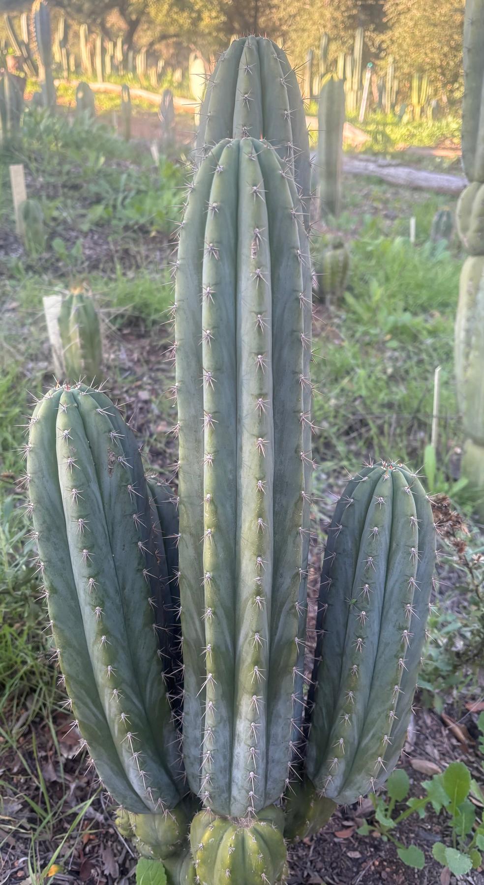 #EC334 EXACT Trichocereus Peruvianus KULA Cactus Cutting 8-10”-Cactus - Large - Exact-The Succulent Source