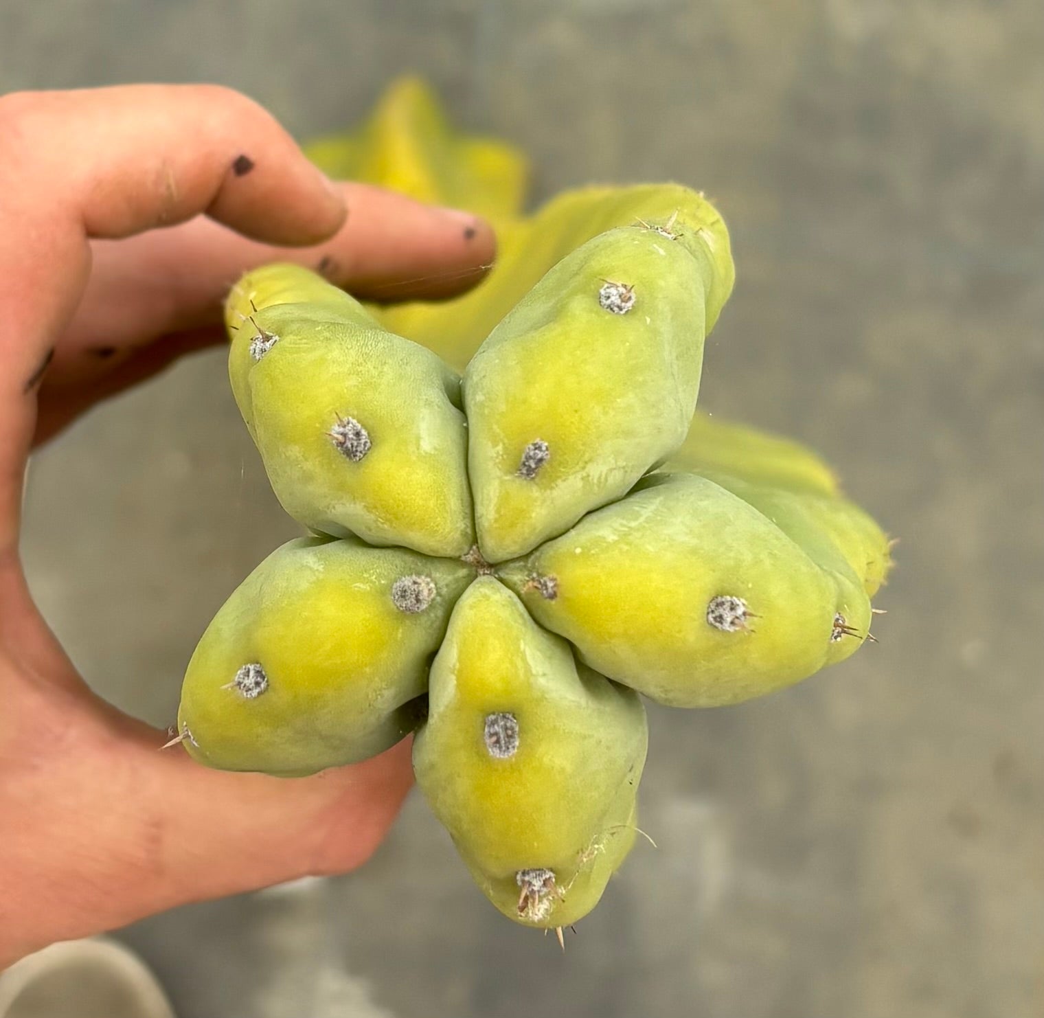 #EC338 EXACT Greek X Pack X scop 45”-Cactus - Large - Exact-The Succulent Source