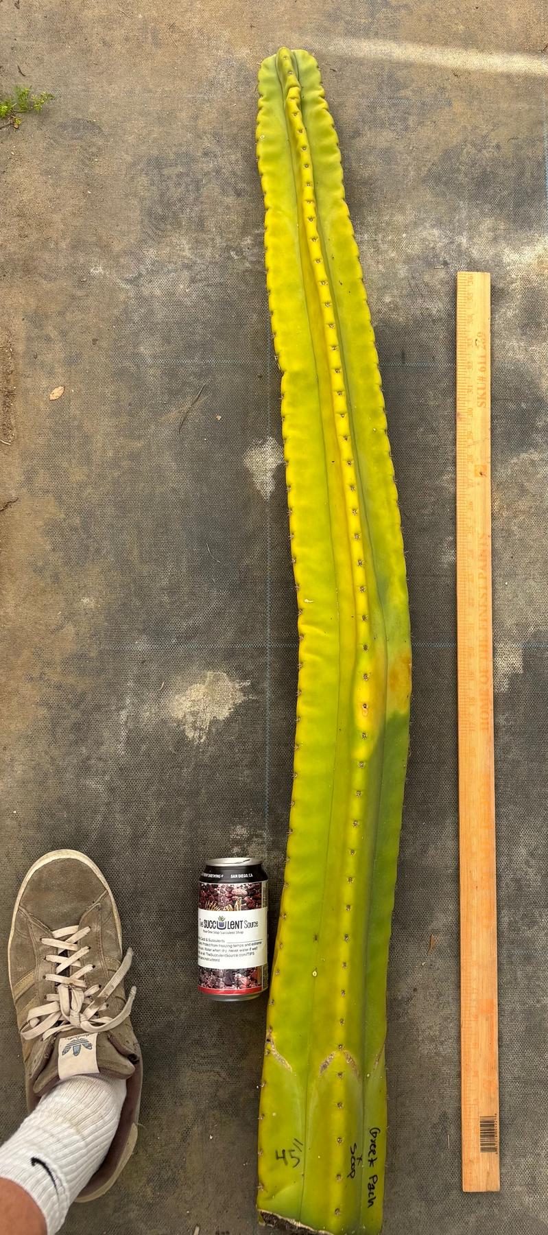 #EC338 EXACT Greek X Pack X scop 45”-Cactus - Large - Exact-The Succulent Source