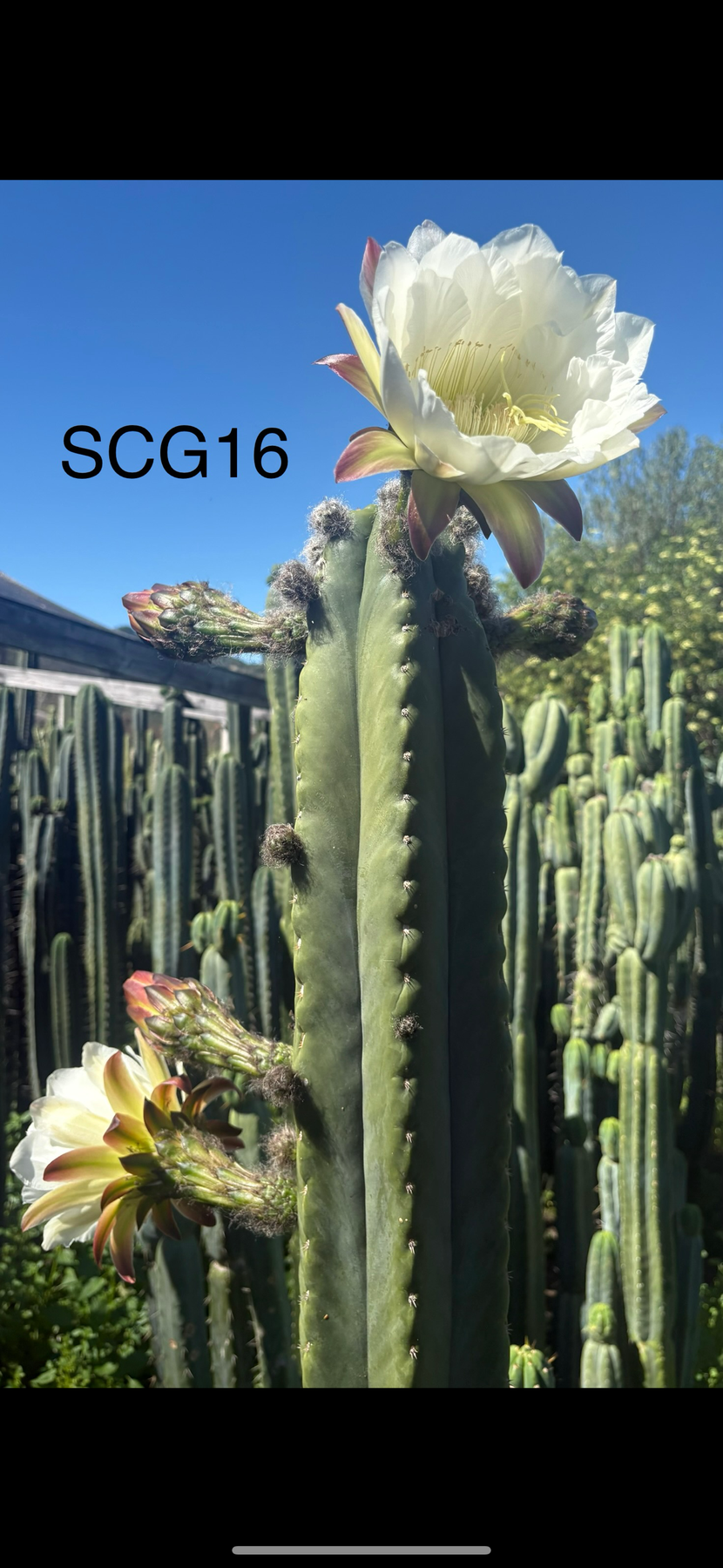 #EC339 Trichocereus Arizona Scopulicola SCG16 & Tucson Fats Cuttings-Cactus - Large - Exact-The Succulent Source