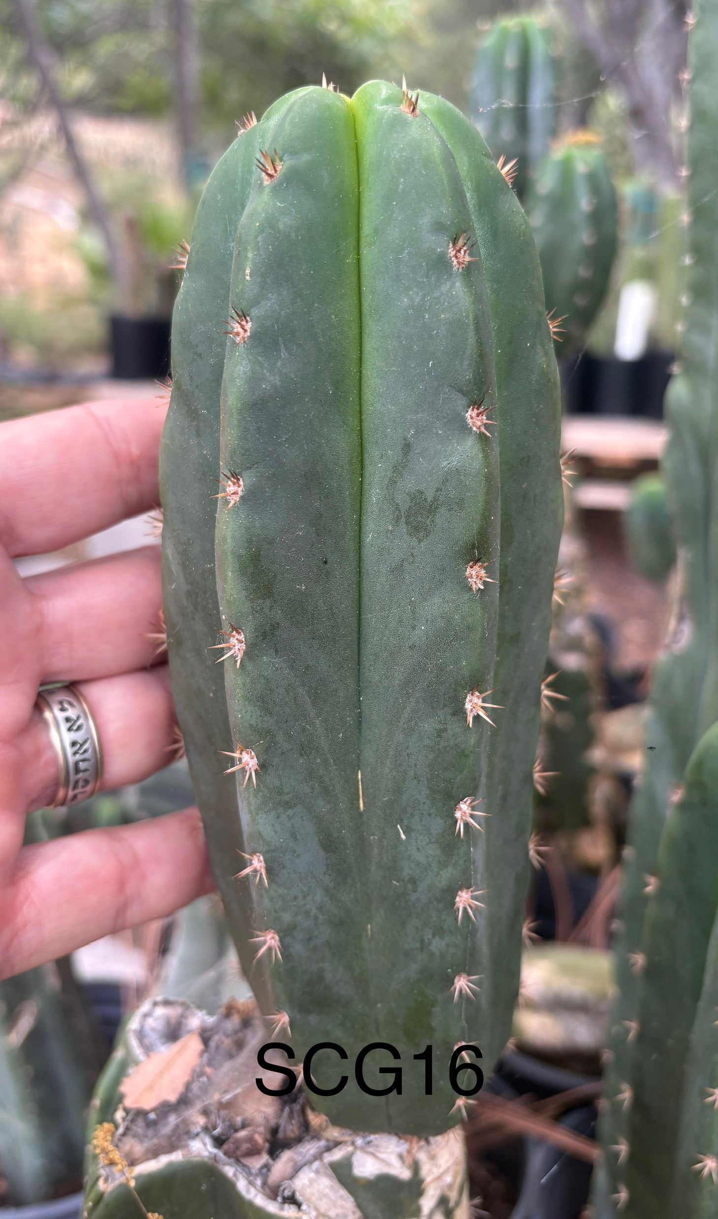 #EC339 Trichocereus Arizona Scopulicola SCG16 & Tucson Fats Cuttings-Cactus - Large - Exact-The Succulent Source