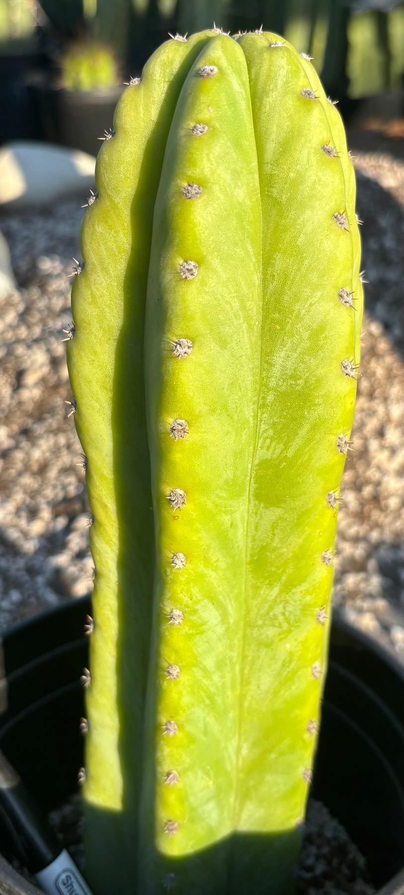 #EC340 EXACT Trichocereus Pachanoi Sausage X Pachanoi Yowie Cactus 12”-Cactus - Large - Exact-The Succulent Source