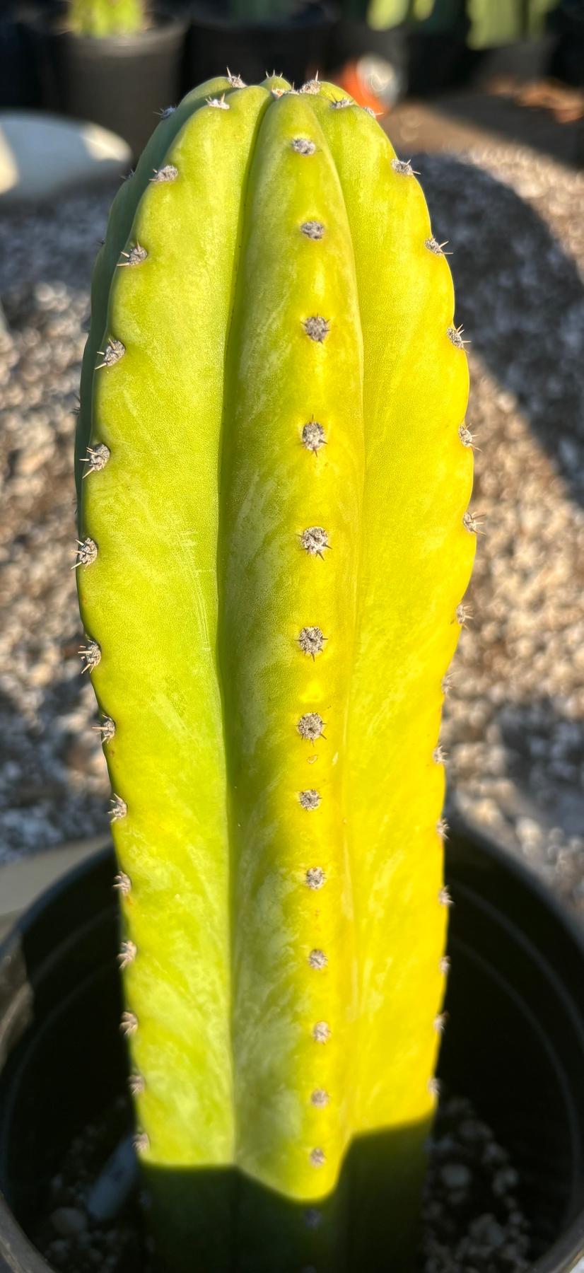 #EC340 EXACT Trichocereus Pachanoi Sausage X Pachanoi Yowie Cactus 12”-Cactus - Large - Exact-The Succulent Source