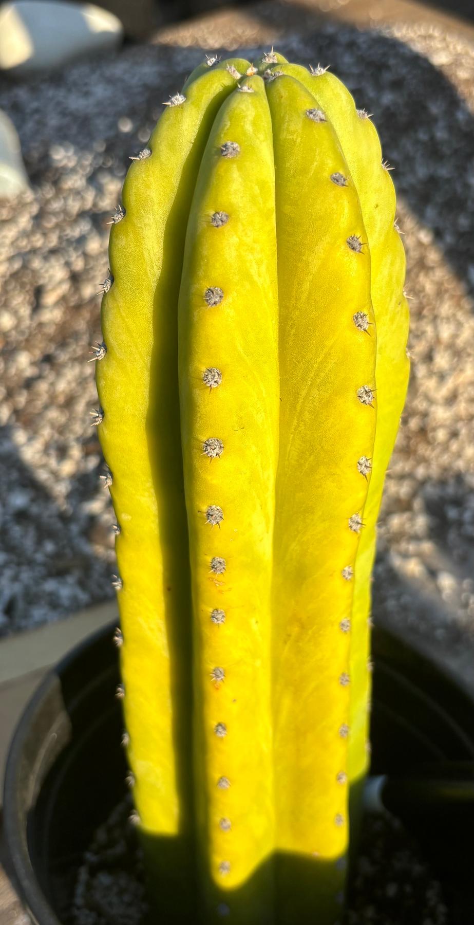 #EC340 EXACT Trichocereus Pachanoi Sausage X Pachanoi Yowie Cactus 12”-Cactus - Large - Exact-The Succulent Source
