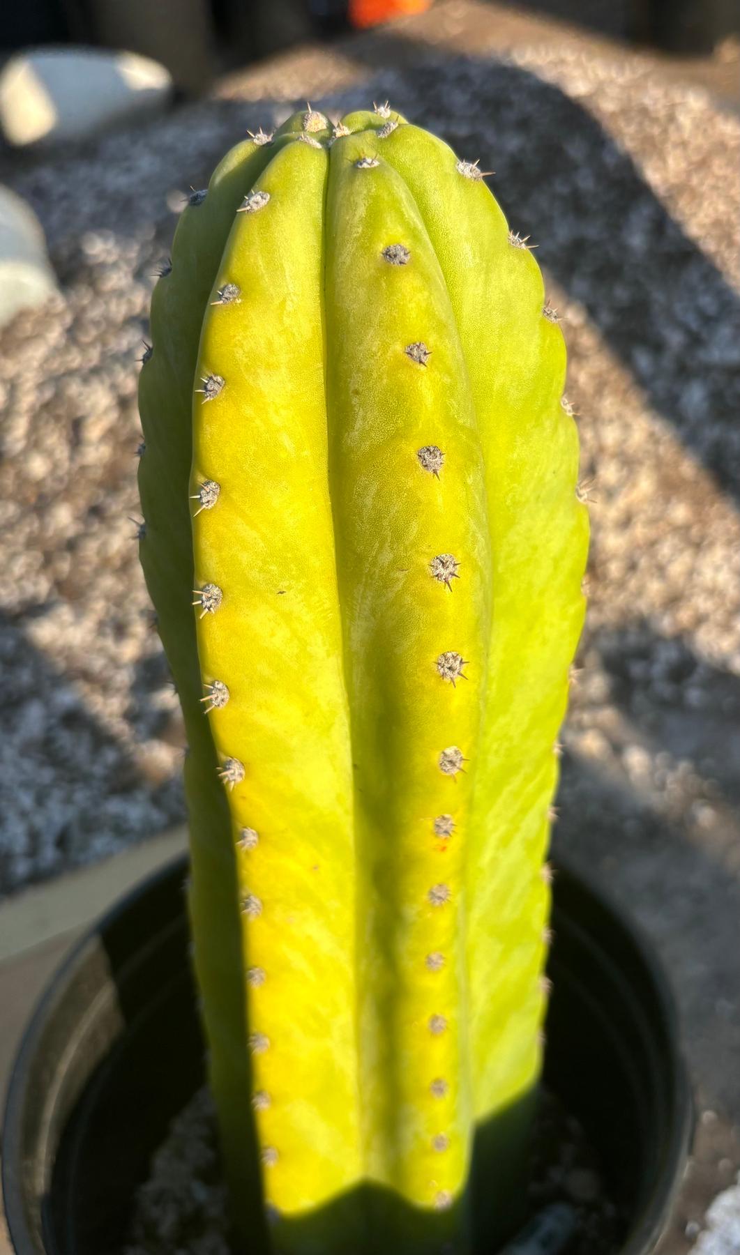 #EC340 EXACT Trichocereus Pachanoi Sausage X Pachanoi Yowie Cactus 12”-Cactus - Large - Exact-The Succulent Source