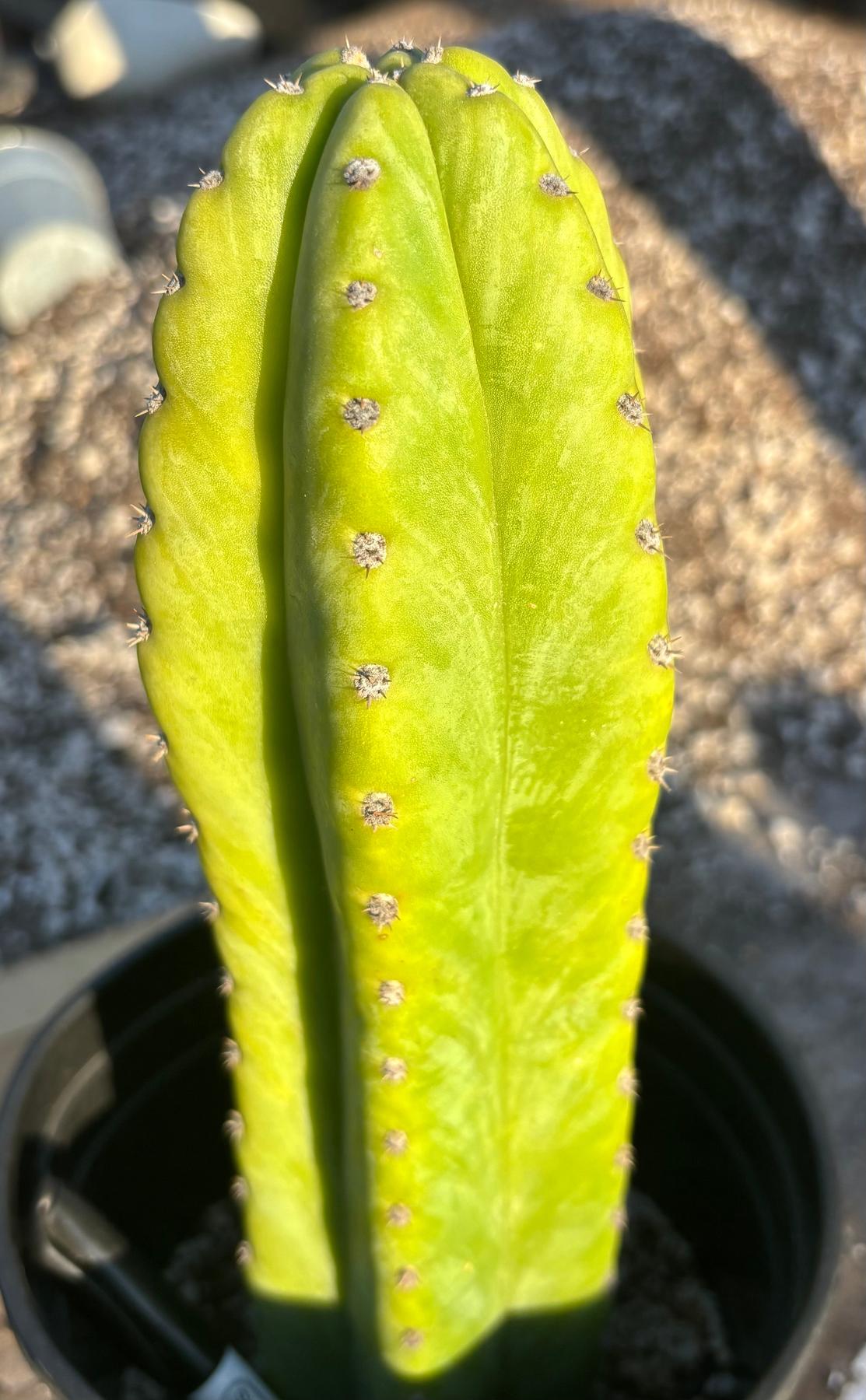 #EC340 EXACT Trichocereus Pachanoi Sausage X Pachanoi Yowie Cactus 12”-Cactus - Large - Exact-The Succulent Source