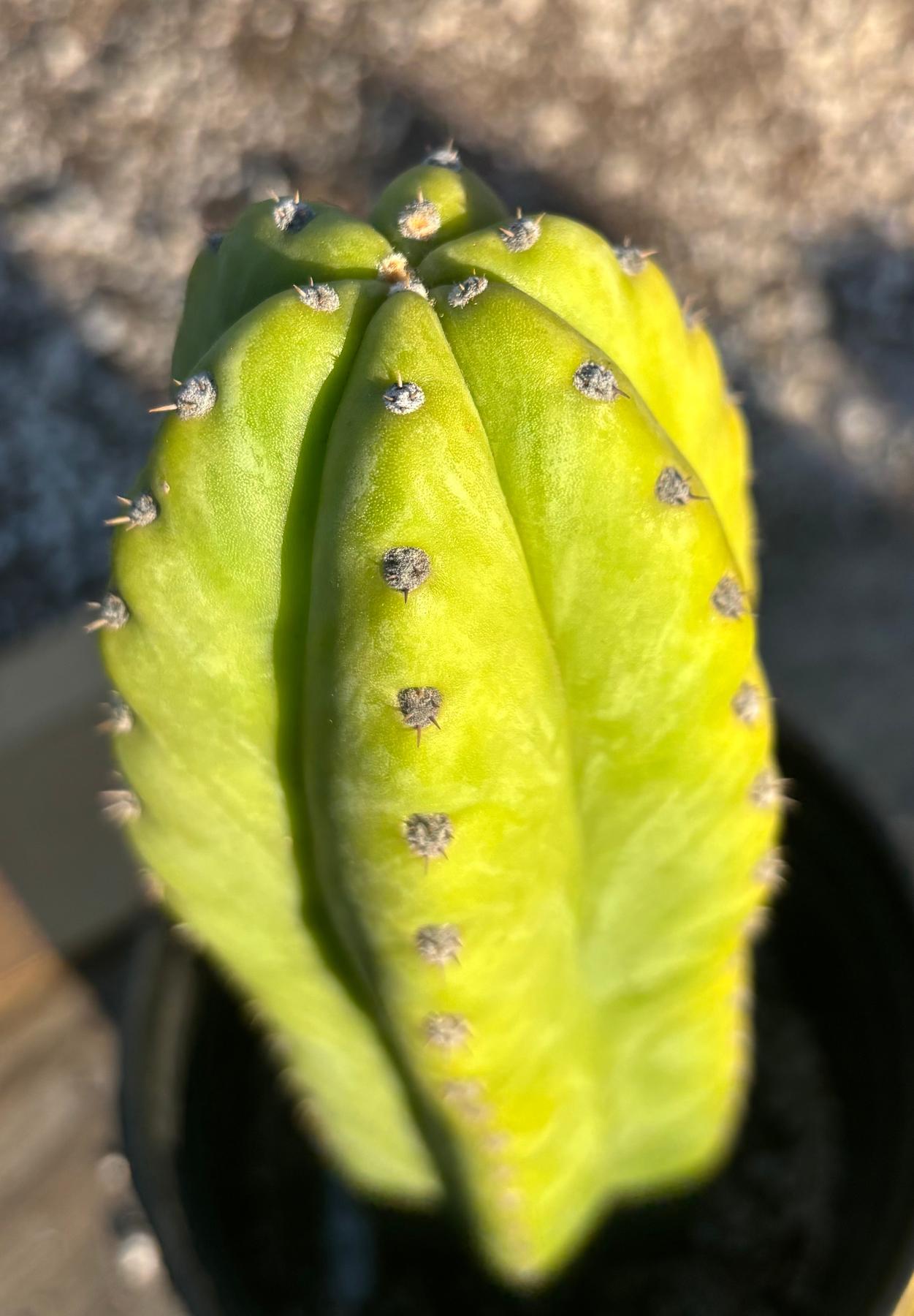 #EC340 EXACT Trichocereus Pachanoi Sausage X Pachanoi Yowie Cactus 12”-Cactus - Large - Exact-The Succulent Source