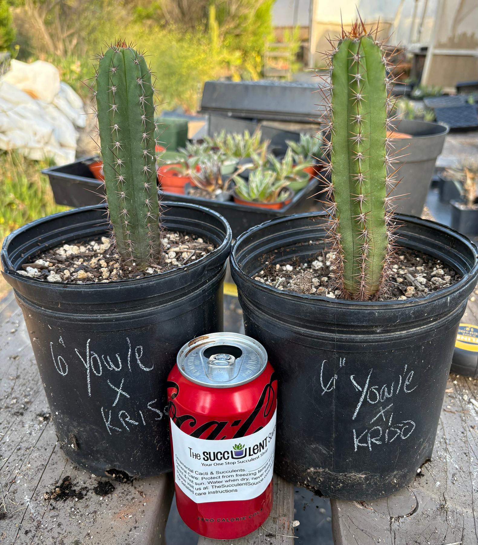 #EC340 EXACT Trichocereus Pachanoi Yowie X Pachanoi Kriso Cactus 6”-Cactus - Large - Exact-The Succulent Source