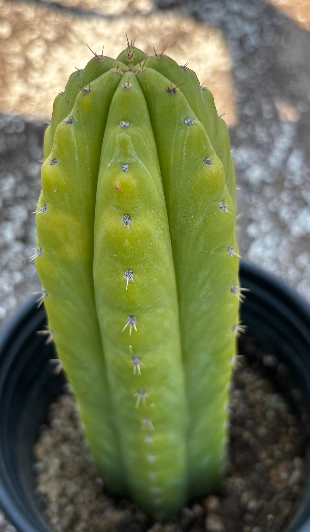 #EC342 EXACT Trichocereus Pachanoi Munay OP Chavin Cactus 10”-Cactus - Large - Exact-The Succulent Source