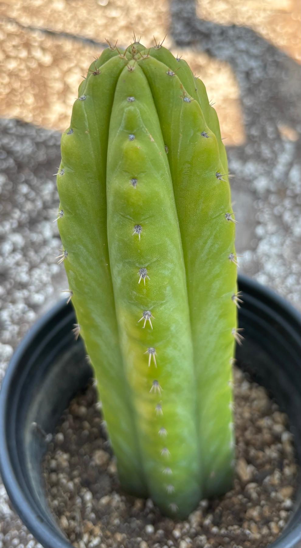 #EC342 EXACT Trichocereus Pachanoi Munay OP Chavin Cactus 10”-Cactus - Large - Exact-The Succulent Source