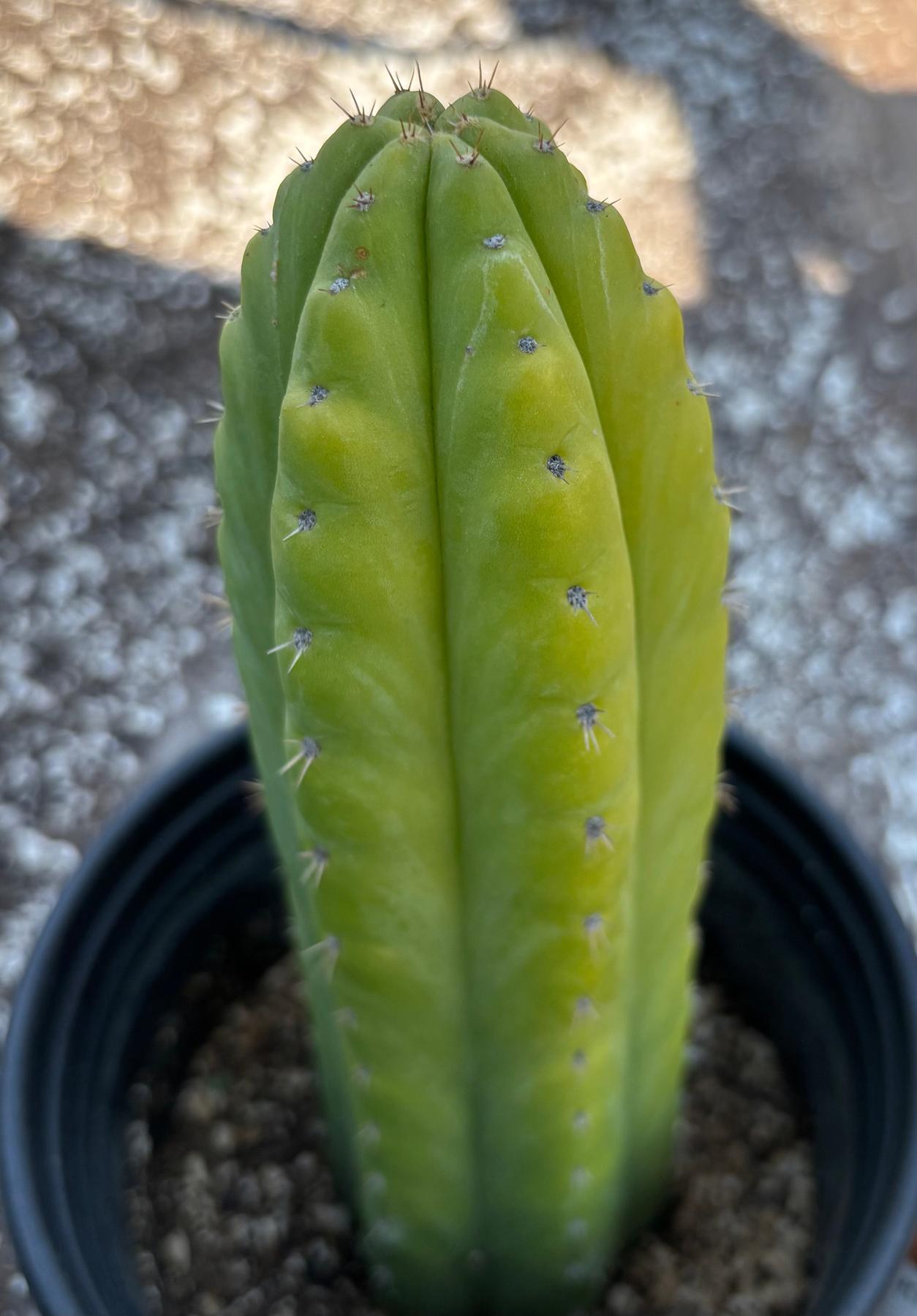 #EC342 EXACT Trichocereus Pachanoi Munay OP Chavin Cactus 10”-Cactus - Large - Exact-The Succulent Source