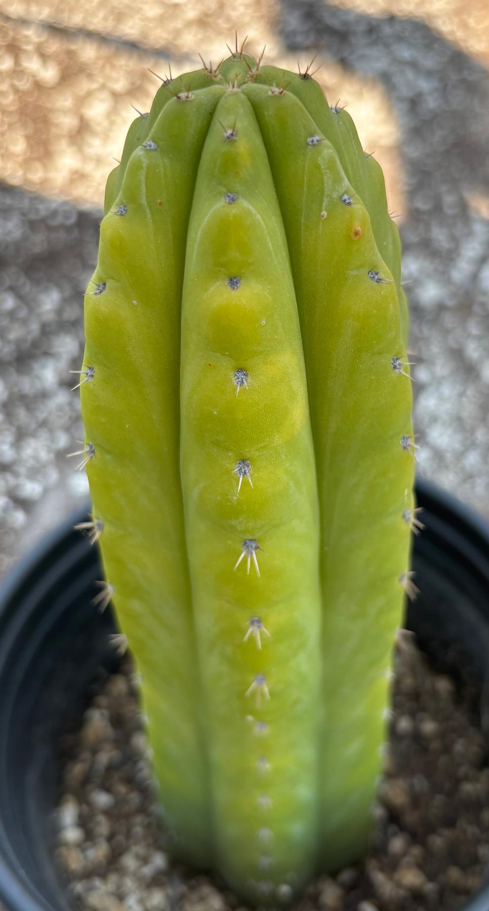 #EC342 EXACT Trichocereus Pachanoi Munay OP Chavin Cactus 10”-Cactus - Large - Exact-The Succulent Source