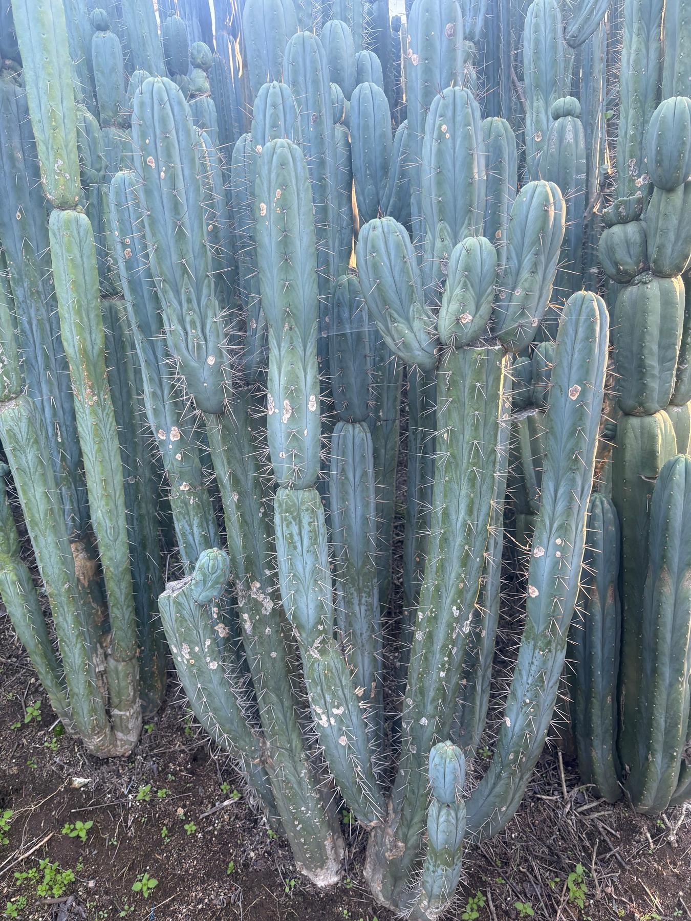 #EC343 EXACT Trichocereus Bridgesii Cactus Cutting 12”-Cactus - Large - Exact-The Succulent Source