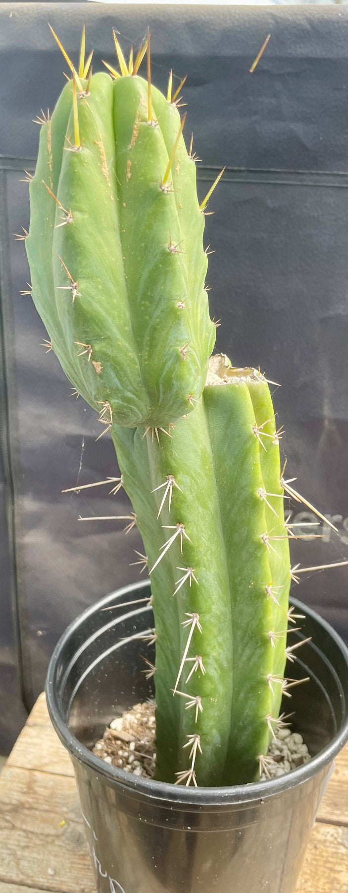 #EC343 EXACT Trichocereus Lost Label Cactus 15"-Cactus - Large - Exact-The Succulent Source