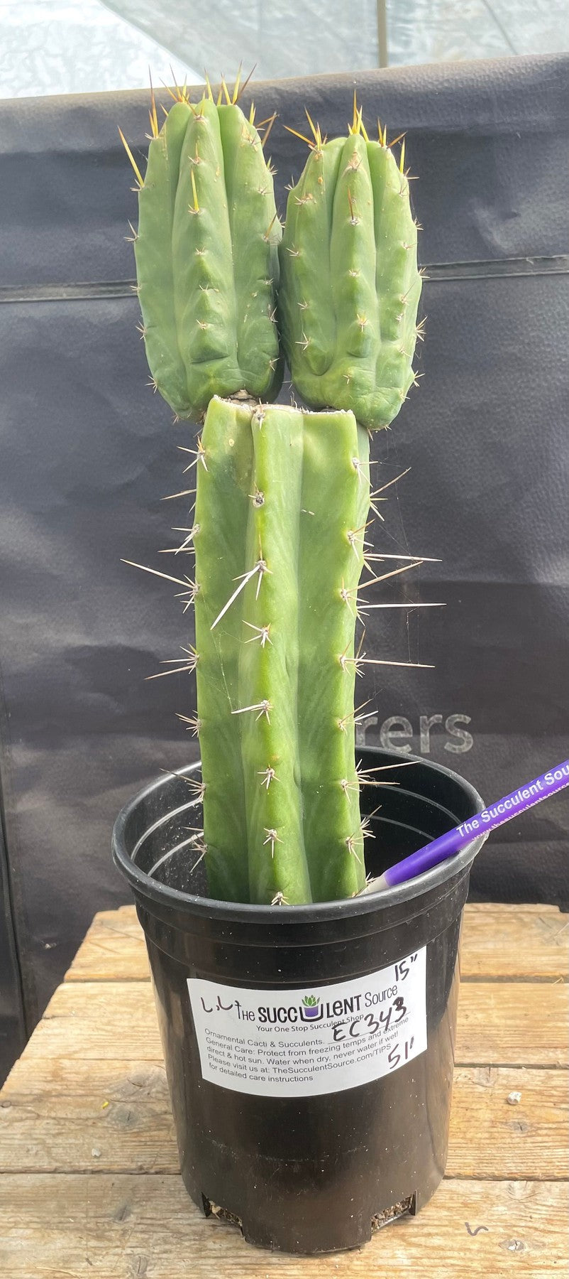 #EC343 EXACT Trichocereus Lost Label Cactus 15"-Cactus - Large - Exact-The Succulent Source