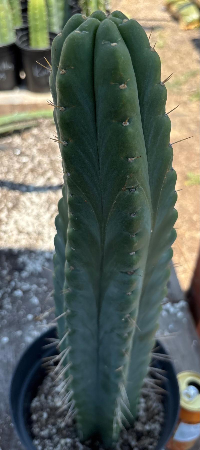 #EC343 EXACT Trichocereus Lost Label Cactus 20-Cactus - Large - Exact-The Succulent Source