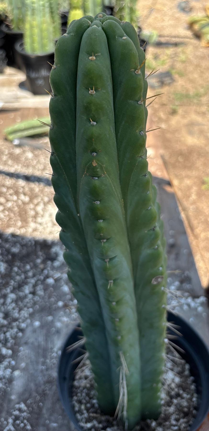 #EC343 EXACT Trichocereus Lost Label Cactus 20-Cactus - Large - Exact-The Succulent Source