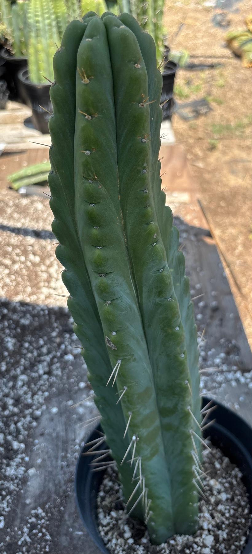 #EC343 EXACT Trichocereus Lost Label Cactus 20-Cactus - Large - Exact-The Succulent Source